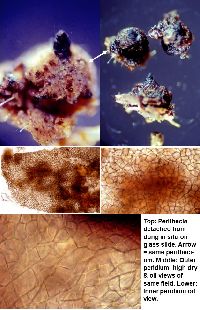 Cercophora silvatica image