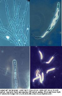 Cercophora silvatica image