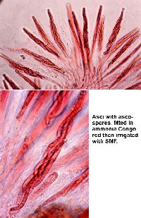 Cercophora silvatica image