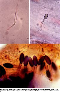Cercophora silvatica image
