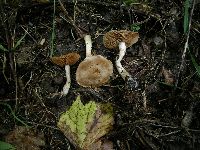 Cortinarius ochraceodiscus image