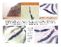 Sporormiella minimoides image