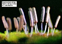 Stemonitopsis typhina image