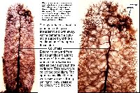 Stemonitopsis typhina image