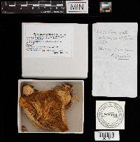 Pleurotus ostreatus image