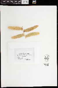 Uredinopsis osmundae image