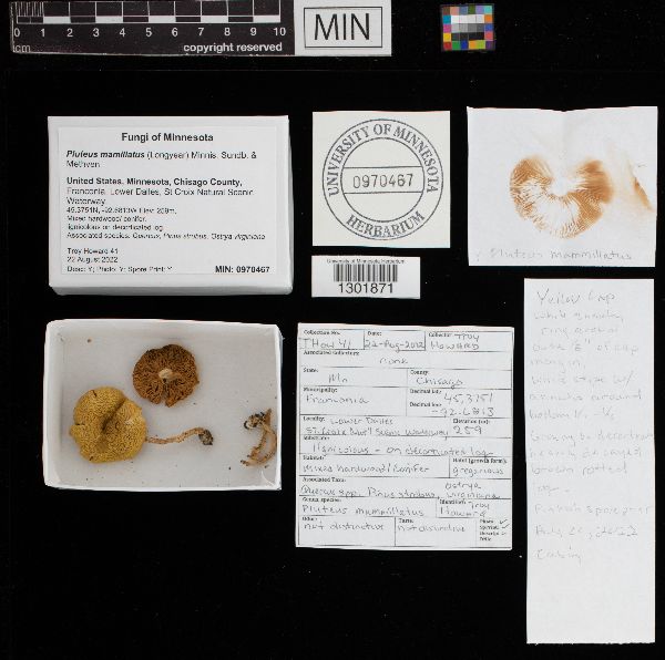 Pluteus mammillatus image
