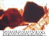 Fragosphaeria purpurea image
