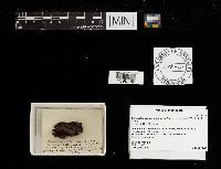 Metatrichia vesparium image