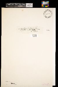 Cortinarius semisanguineus image