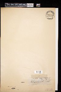 Image of Eutypella caricae