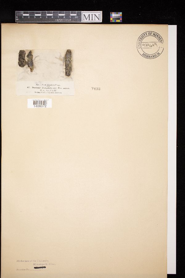 Anthostoma dryophilum image