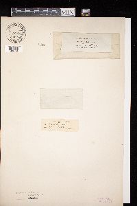 Diatrypella frostii image