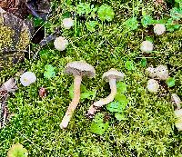 Suillus grisellus image