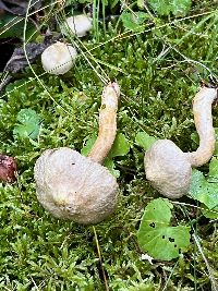 Suillus grisellus image