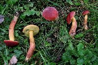 Hortiboletus campestris image