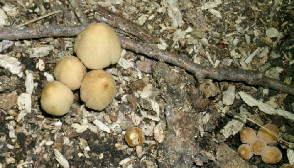 Coprinellus truncorum image