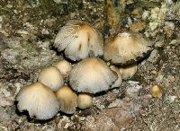 Coprinellus truncorum image