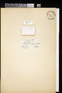 Dictydiaethalium plumbeum image