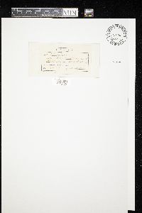 thumbnail image of current specimen