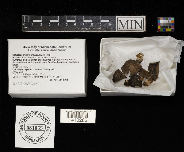 Callistosporium purpureomarginatum image