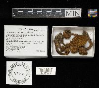 Leucopaxillus albissimus image