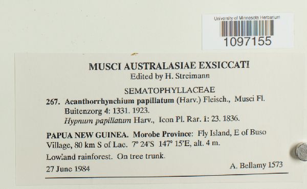 Acanthorrhynchium papillatum image