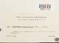 Amphidium lapponicum image