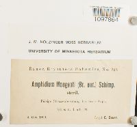 Amphidium mougeotii image