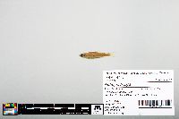 Image of Notropis boops