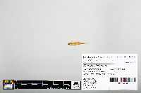 Image of Notropis bifrenatus