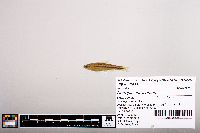 Image of Notropis chrosomus