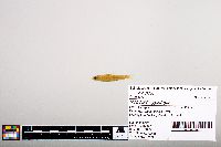 Image of Notropis hypsilepis