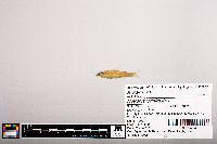 Image of Notropis longirostris