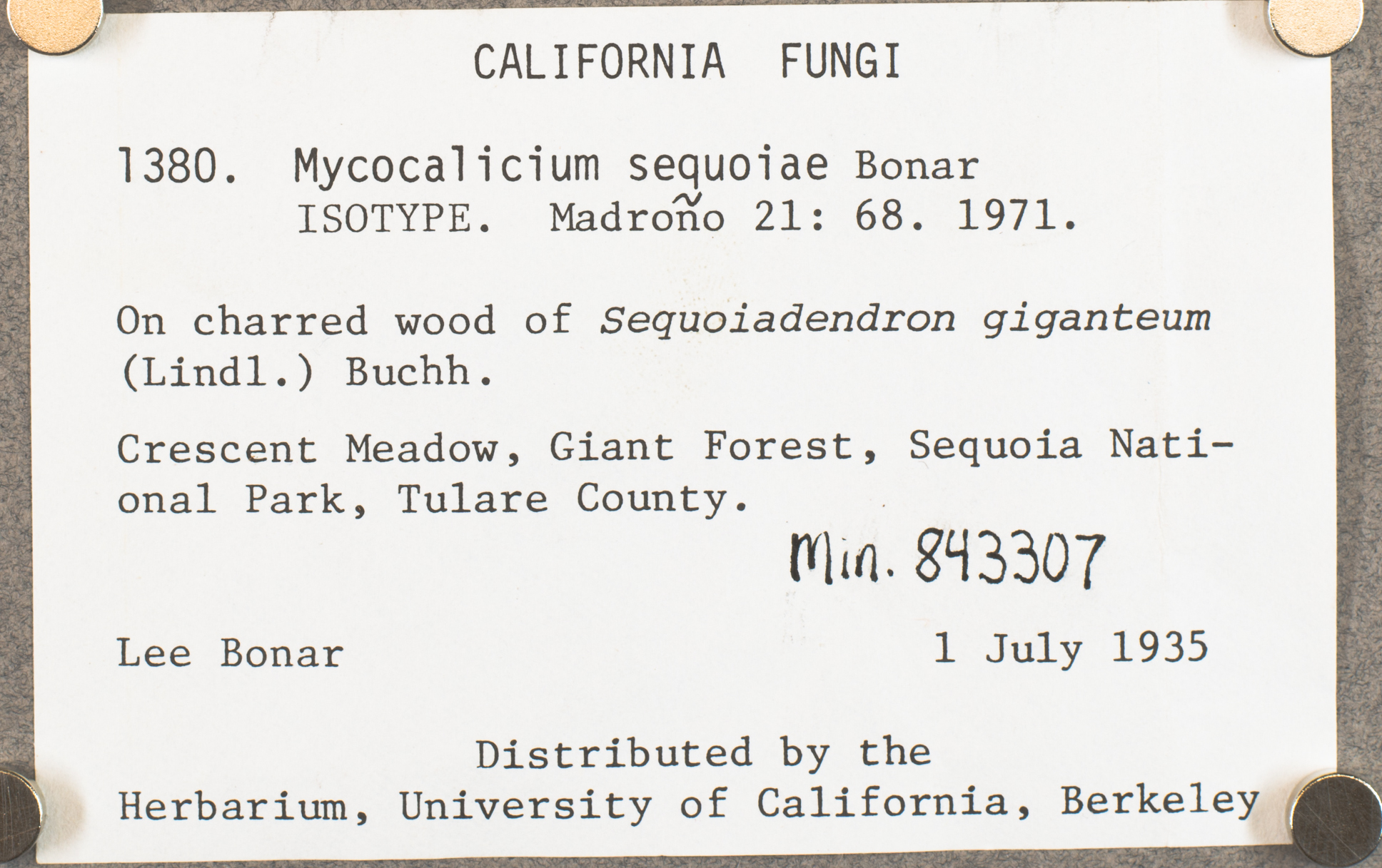 Mycocalicium sequoiae image