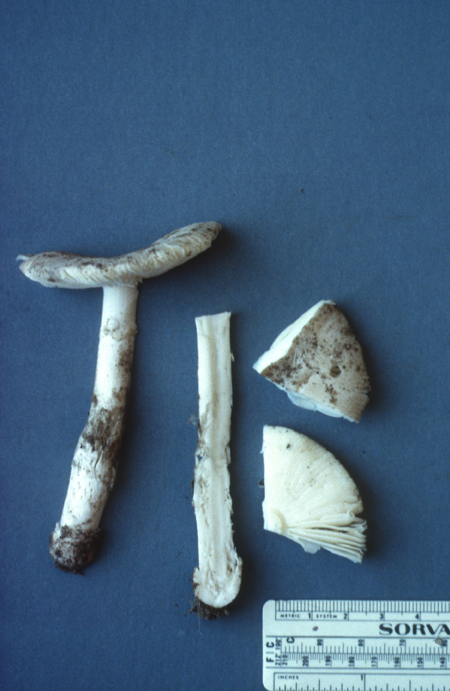 Amanita constricta image