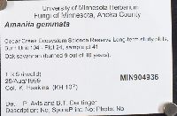Amanita gemmata image