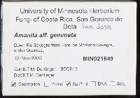 Amanita gemmata image