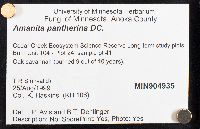Amanita pantherina image
