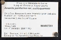Amanita pantherina var. multisquamosa image
