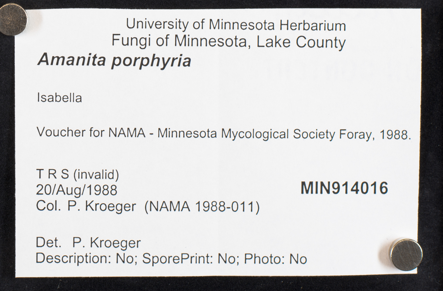 Amanita porphyria image