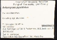 Artomyces pyxidatus image