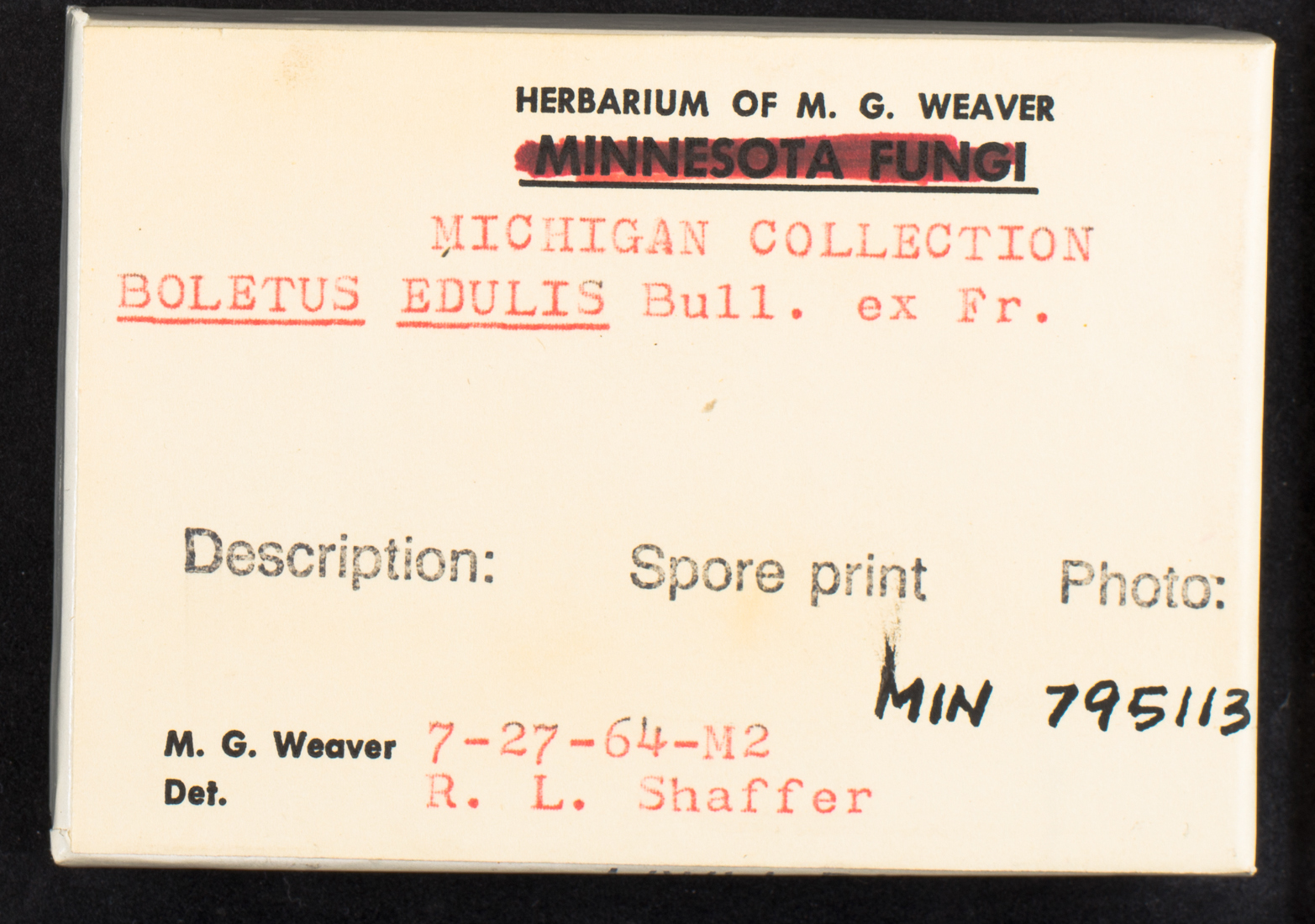 Boletus edulis image