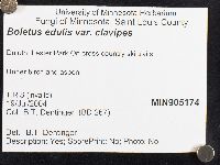 Boletus edulis var. clavipes image