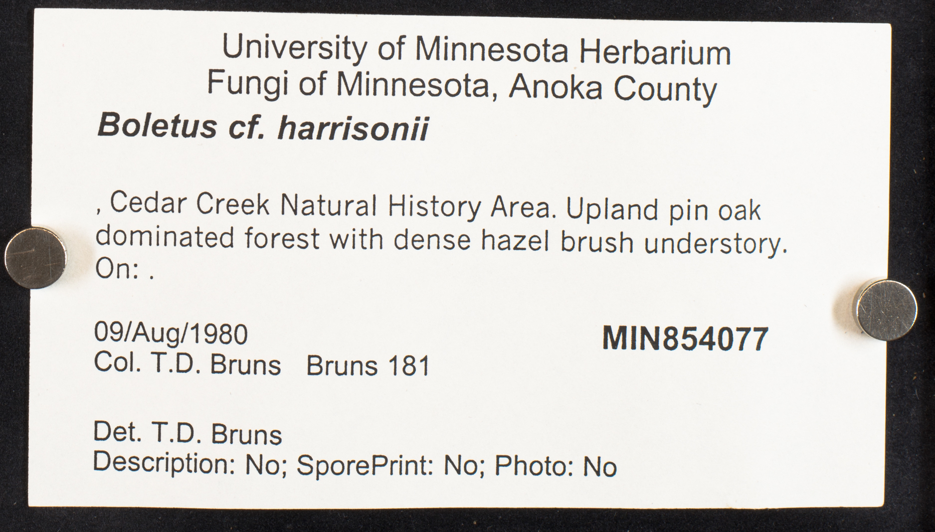 Boletus harrisonii image