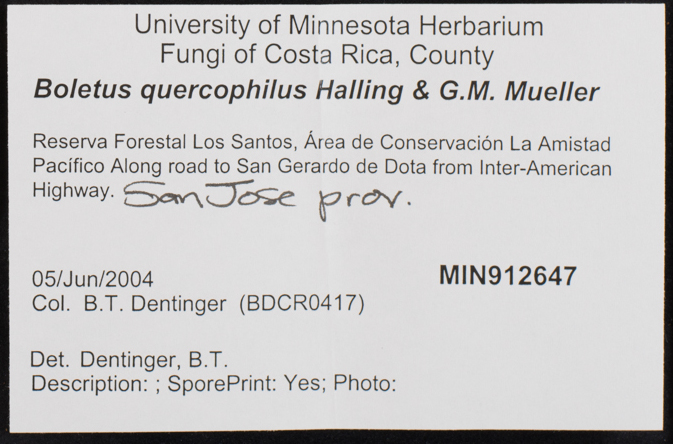 Boletus quercophilus image