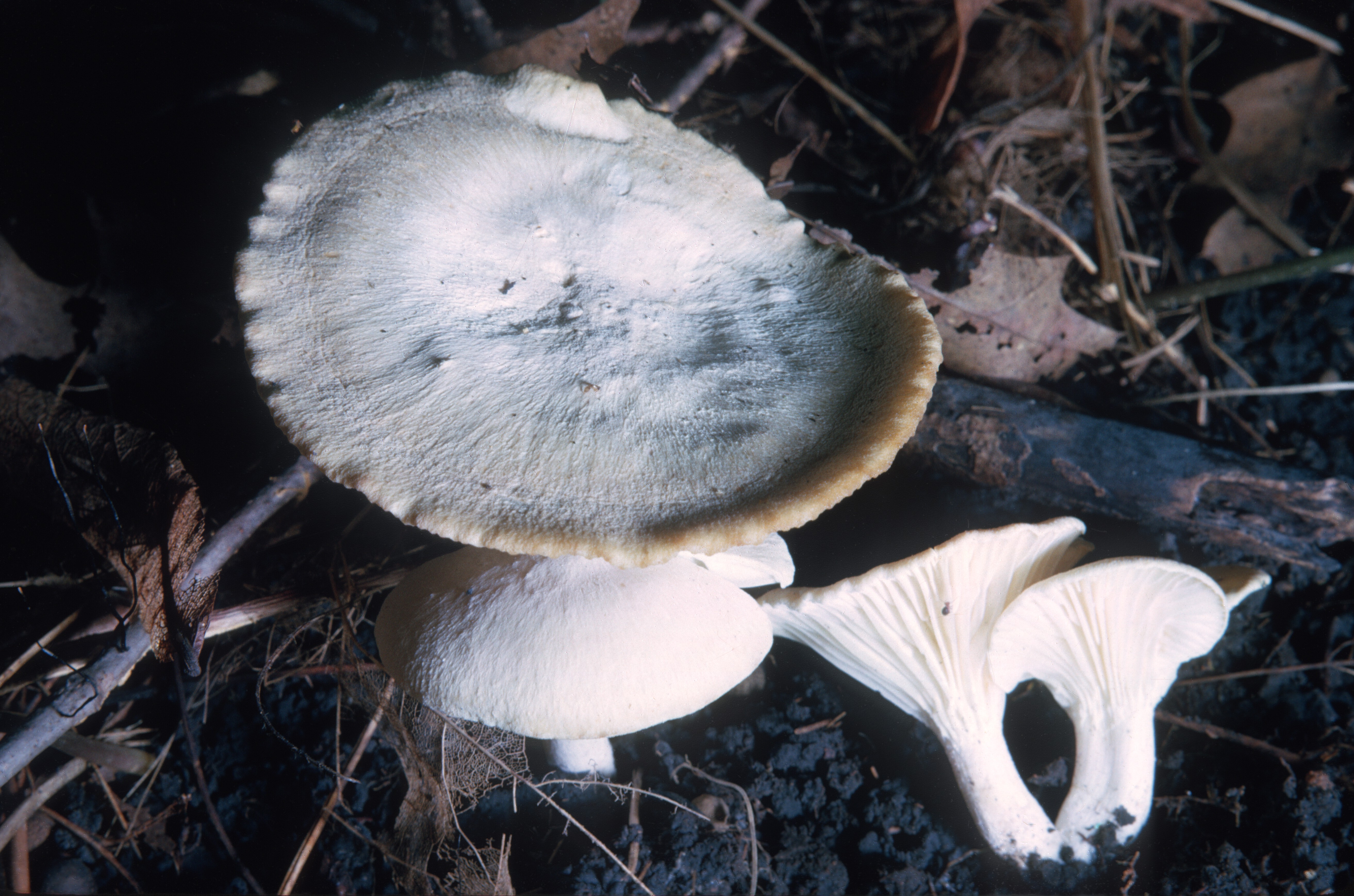 Camarophyllus virgineus image