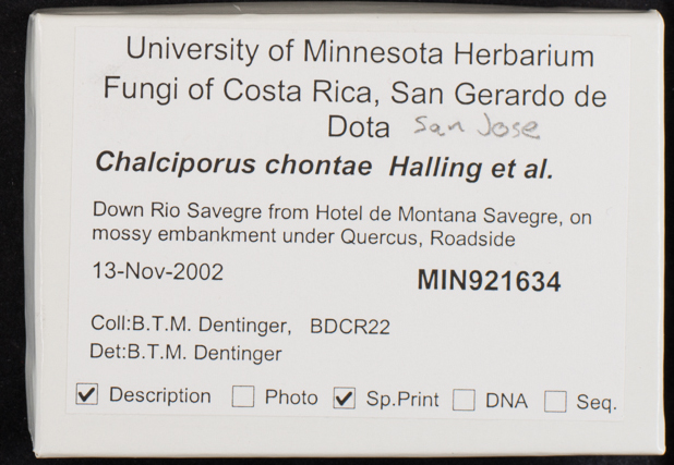 Chalciporus chontae image