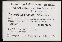 Chalciporus chontae image