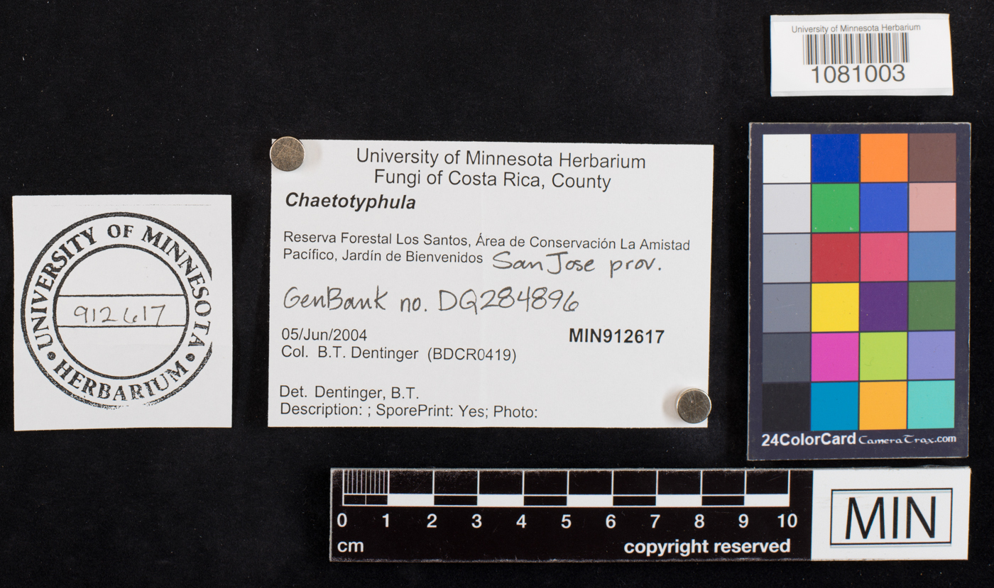 Chaetotyphula image